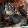 RTG! Registered Miniature Dachshund (Parker)