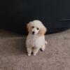 Toy Poodle (cream male)