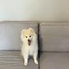 Beautiful Pomsky Puppy For Sale