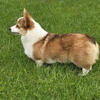 Ruby- AKC Reg. Tested Clear