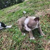 Boston terrier puppies