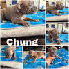 American bullies looking for a forever home