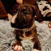 AKC Bull Terrier puppies 1 female Available 