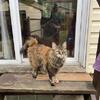 Siberian mix cat, female 8 years old re-home