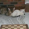 Male and female bengal cats