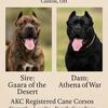 AKC Cane Corso Puppies ! 🤩🐶