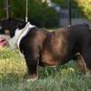 Mini akc reg English bulldog