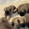 LARGE GUARDIAN DOG ( Kangal ) Puppies 