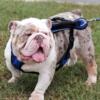 English Bulldog Lilac tri merle stud service