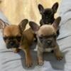 Frenchie pups fluffy carriers for sale