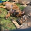 Cane corso mix puppies