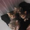 Socialized cute KITTENS Tabby Ragdoll mixed READY NOW