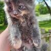 Persian mix sweet girl