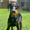 AKC Doberman In Training