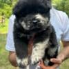 Purebred Chow chow puppies Merls