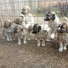 AKC Anatolian Shepherd Pups, Farm Raised With Livestock