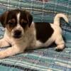 Jackabee Puppies Looking for Forever Homes