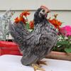 Serama Chickens