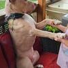 Handsome XL bully