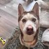 Red Siberian Husky AKC certified