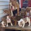 New litter. Registered Olde English, OEB, Bulldog puppies near Chicago. Chocolate and lilac ready