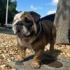 AKC male English bulldog