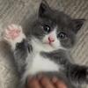 Kitten girl