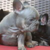 Big Rope French bulldog Puppies