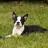 AKC Boston Terrier female puppies in Indiana