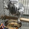 Male African Grey