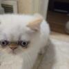 Exotic Shorthair females - CFA and TCA registered, parents on premises, gorgeous Persian