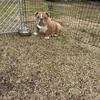 7 month male English Bulldog