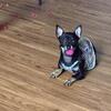 Female Chihuahua