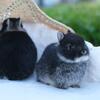Netherland Dwarf Super Cute Kits Ready to Go the Beginnning  of July!