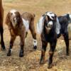 Nubian bucklings can be registered
