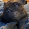 Purebred German Shepherd puppies