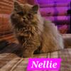 Nellie ns minuet kitten