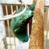 Lineolated Parakeet - large and young turquoise linnie parakeet