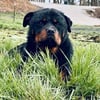 Akc Rottweiler STUD ONLY