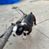 AKC Boston Terrier female puppy