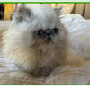 Silver point Persian kitten male