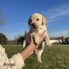 AKC lab puppy - Angel