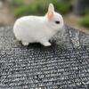 Netherlands dwarf 