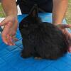 Black Vienna Marked Netherland Dwarf Buck
