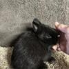 Netherland Dwarf  8 weeks - Black  