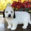 Miniature English Setterdoodle female “F”