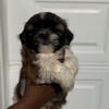 Last Male Shih Tzu Puppy