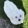 puppies for sale, Maltese mixed, call 586-258-5661