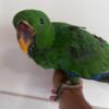 Baby Male Eclectus