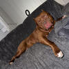 American bully